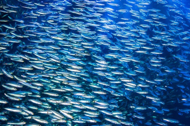 狗狗和貓咪可以吃魚嗎？營養好處、風險與餵食注意事項